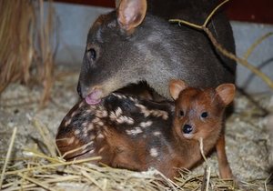 Zoo Babies Bring Hope - Gansbaai Daily News